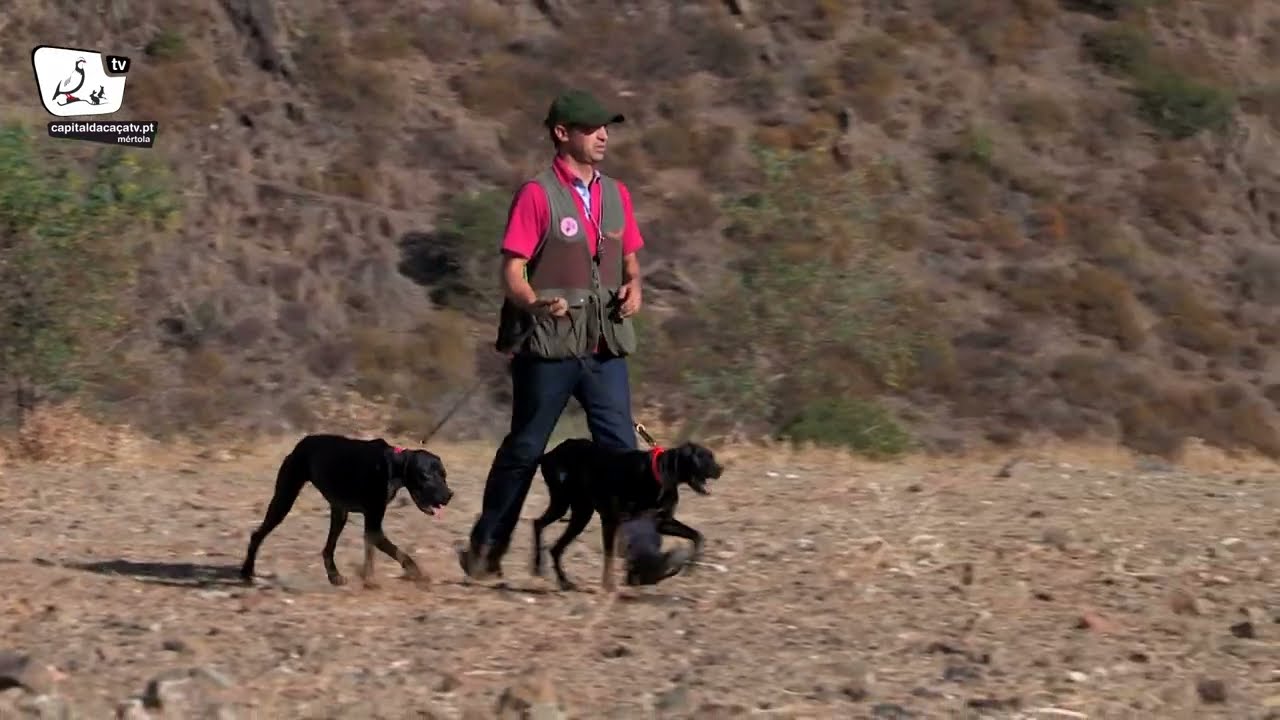 Cães de Parar - Pointer (II)