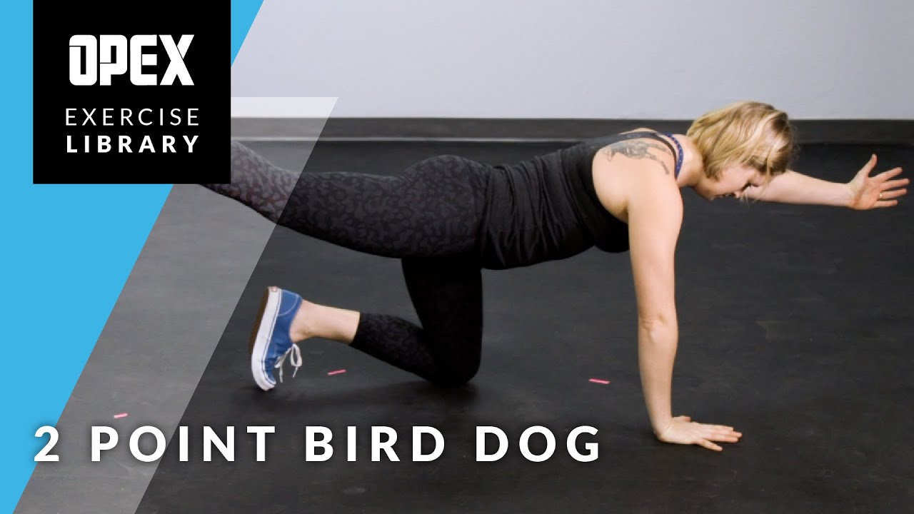 2 Point Bird Dog - YouTube
