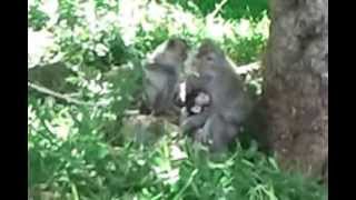 preview picture of video 'EPIC MOMENT with a Monkey and its little cute baby'