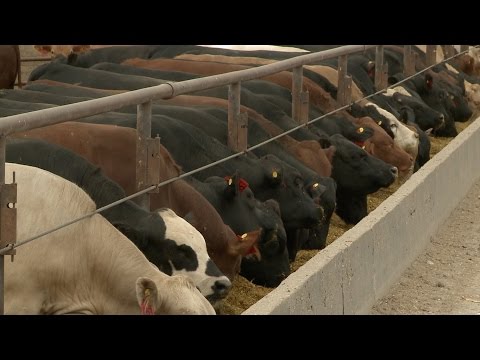 Feeding distillers grains