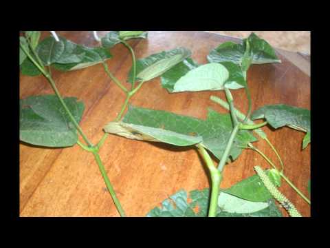 East African Piper Capense