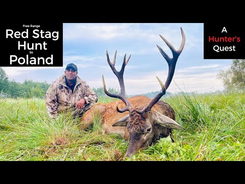 An Epic Hunt in the Wilds of Poland After Free Range Red Stag