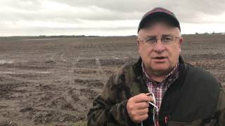 Corn Field Just after the Storm