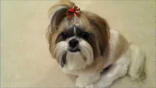 preview picture of video 'Shih Tzu dog Lacey gets her Christmas haircut, cute holiday bow and treats'