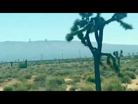 Joshua trees  thrive in the Mojave.