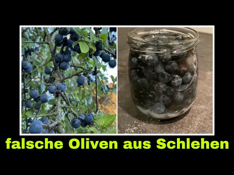 falsche Oliven aus Schlehen selber machen | fermentieren mit Salzlake