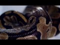 sssssssssssssssss 
