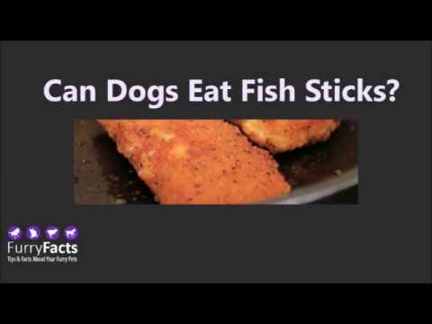 download lagu mp3 mp4 Can Dogs Eat Fish Sticks, download lagu Can Dogs Eat Fish Sticks gratis, unduh video klip Can Dogs Eat Fish Sticks