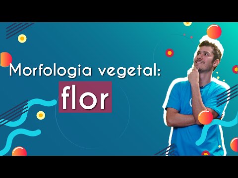 Plant morphology: flower - Brasil Escola