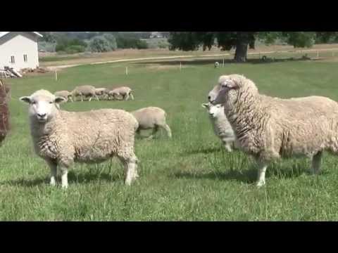 Salo Red Lodge, Montana