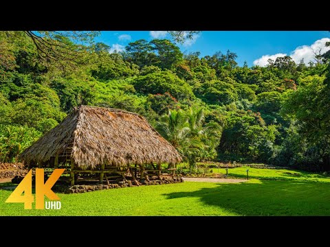 2 HOURS Tropical Forest Walk - Virtual Hike at McBryde Garden with Bird Songs, Kauai Island in 4K