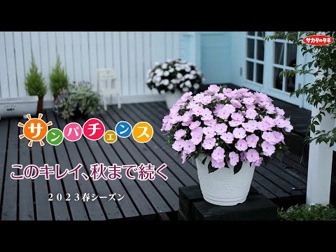 園芸 インパチェンス サンパチェンス®