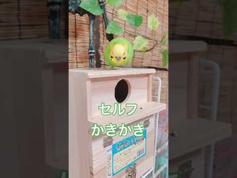 鳥を引き寄せるために巣箱に何を置くべきですか？羽のある鳥にとって最高の環境を作り出すための詳細なガイド!  庭園