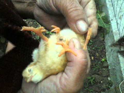 PUI CU PATRU PICIOARE LA VIISOARA TELEORMAN