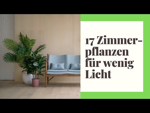 , title : '17 pflegeleichte Zimmerpflanzen für wenig Licht'
