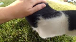 Bicolor Cats Videos