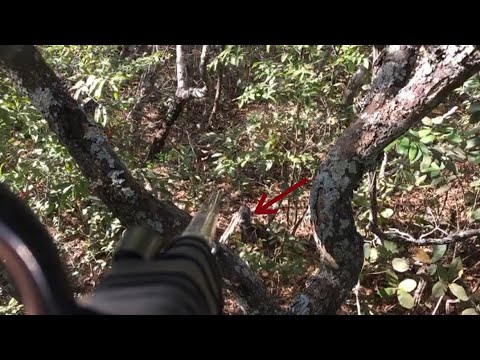 Catitu Na Ceva De Milho 🌽 E Mandioca