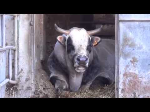 IL TORO CHE STA' RUMINANDO : ROBILANTE (CN) 31 - 12 - 2014.