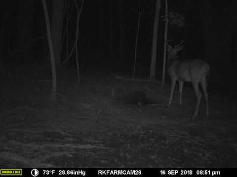 OWL 2018 0916  Cam28 VID1702 Great Horned Owl Hooting