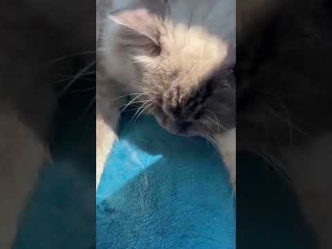 CAT SLEEPING IN THE SUN SO CUTE CAT //ghure ashi