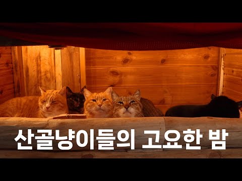 인내심 강한 고양이의 고요한 성탄절