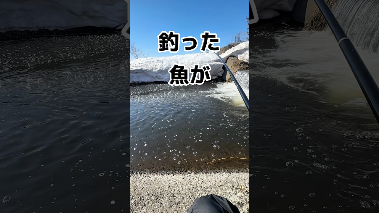 釣った魚が衝撃の料理になりました #shorts #釣り