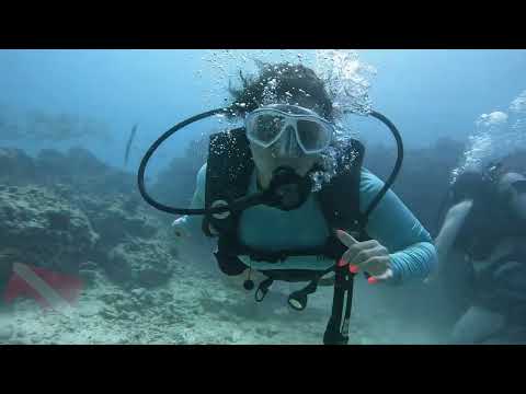 Huge school of blue‑striped snapper (ta’ape) over coral at Horseshoe Reef, Waikiki, Oahu