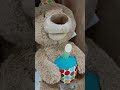 Talking And Singing Teddy Shorts
