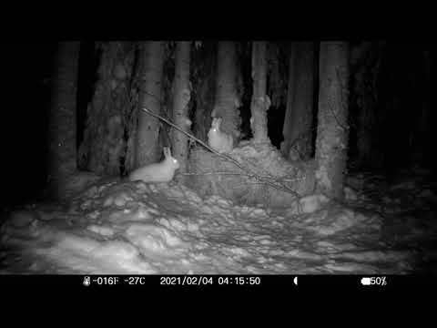 Schneehasen mitten in der Nacht