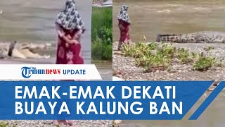 Download lagu Buaya Berkalung Ban di Palu yang Dulu Viral Muncul Lagi, Seorang Emak-emak Mendekat: Bu Tarik Bannya mp3 Download lagu Buaya Berkalung Ban di Palu yang Dulu Viral Muncul Lagi, Seorang Emak-emak Mendekat: Bu Tarik Bannya mp3