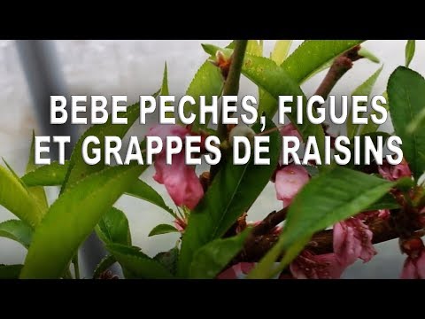 , title : 'Figuier, pêcher, vignes, Bébés pêches, figues et grappes de raisins 3 mars 2019'