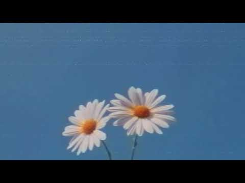 Daysiblooms