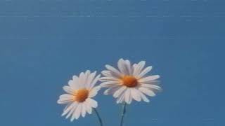 Daysi Blooms   For Andy