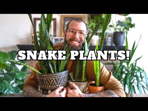 YouTube video about: Why is my snake plant splitting?