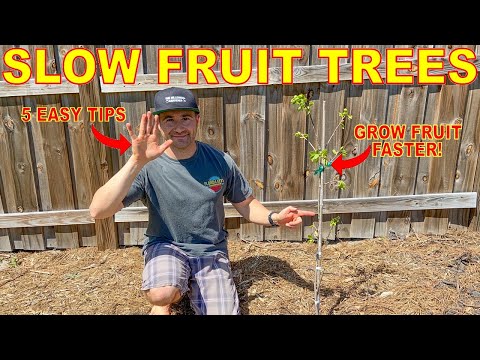 5 Reasons Your Fruit Trees AREN'T GROWING [And How To FIX It]