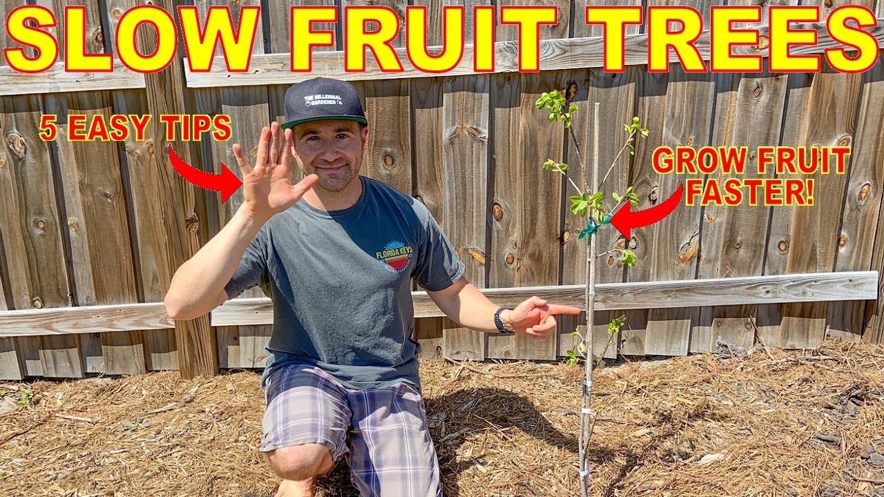 5 Reasons Your Fruit Trees AREN'T GROWING [And How To FIX It]