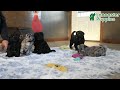 Mini Goldendoodle dogs for sale: Stella - Video 1