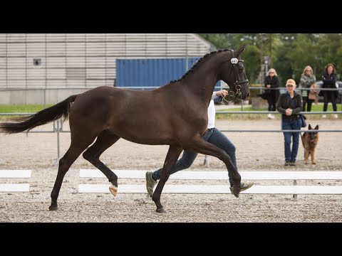 Kat. Nr. 7 - "Hastings" v. Millennium - Induc *2019