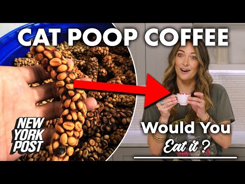 Cat poop coffee taste test will turn your stomach | Would You Eat It? | New York Post