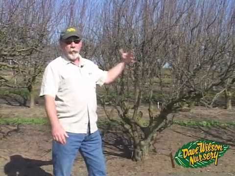 Winter Pruning - YouTube