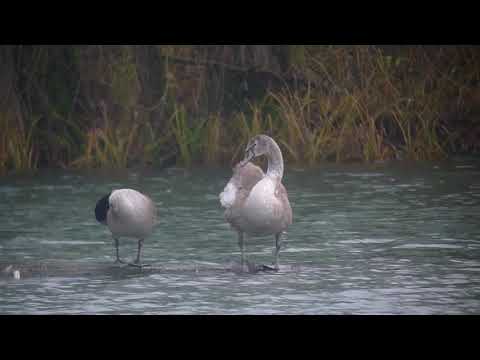 Kanadagans und Jungschwan