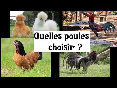 , title : 'Quelles poules choisir ?'