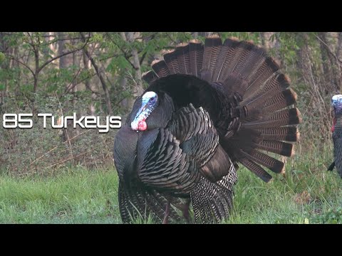 , title : '85 Turkeys in 8 Minutes - Turkey Hunting'