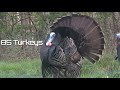 85 Turkeys In 8 Minutes Turkey Hunting