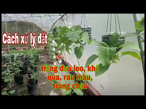 , title : 'Cách xử lý đất trồng dưa leo/ rau màu trong chậu /nhà kính Tâm Thành TV'