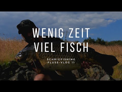 Fluss-Vlog 11 - Wenig Zeit viel Fisch - Schnell Karpfen im Fluss fangen - Karpfenangeln im Sommer