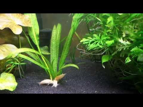 Feeding Time in the Corydoras Tank