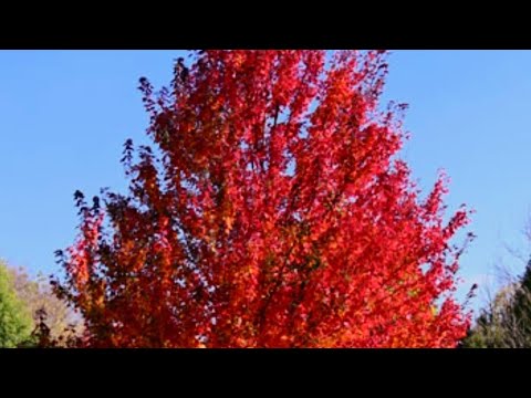 レッドカエデ「オクトーバーグローリー」 植物