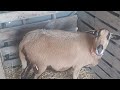 A Sheep Giving Birth