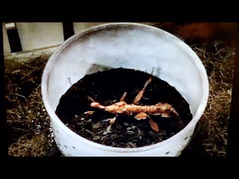 Alle unter einem Dach Steves Haustier